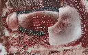 TMDI-009b, Le Voyage, Thiemoko Diarra, 2025, Earth Pigments on Paper, 42x29.7cm.webp