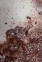 TMDI-011d, Fleur de Vie, Thiemoko Diarra, 2024, Earth Pigments on Paper, 42x29.7cm.webp